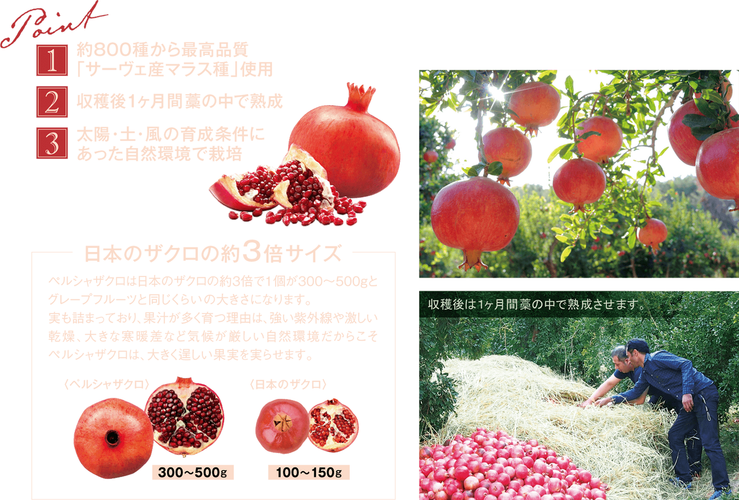 Esthe Pro Labo ZAKURO ZYME PASTE